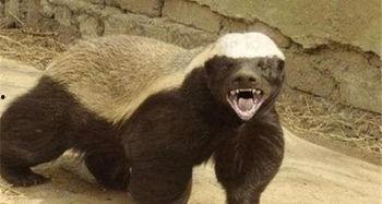 瓜哥吃瓜平头哥,一场趣味横生的吃瓜盛宴