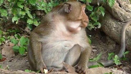 憨儿子吃瓜声音,趣味横生瞬间爆笑