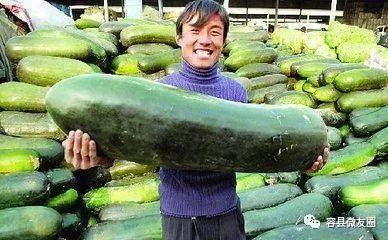 吃瓜群众爱吃什么瓜,揭秘吃瓜群众的瓜味偏好