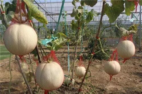 吃瓜吃瓜地址,一场全民参与的舆论盛宴