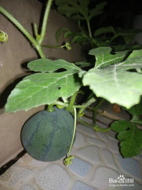 吃瓜的瓜籽,探寻吃瓜乐趣背后的故事