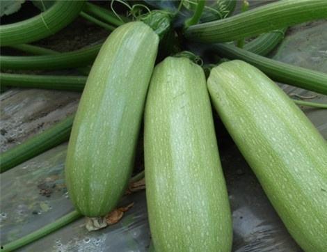 痛风吃麒麟瓜好吗,麒麟瓜助力健康饮食