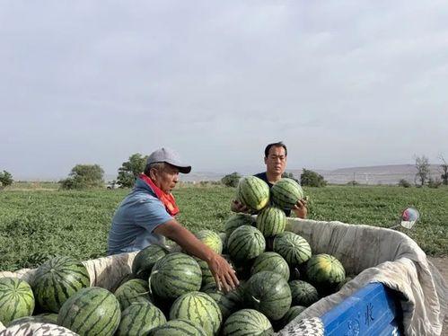 鄂城区吃瓜事件