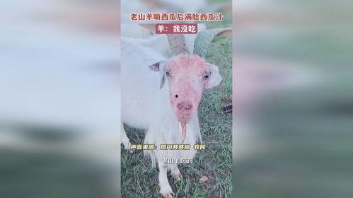 羊吃瓜行吗,一场田园牧歌的趣味之旅