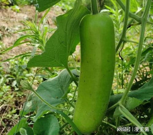 以前经常吃瓜,揭秘娱乐圈那些年我们“吃瓜”的往事