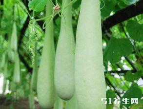 吃瓜治疗失眠吗怎么吃