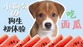 小狗看吃瓜,趣味横生的夏日生活瞬间